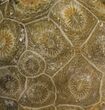 Polished Fossil Coral (Actinocyathus) - Morocco #100579-1